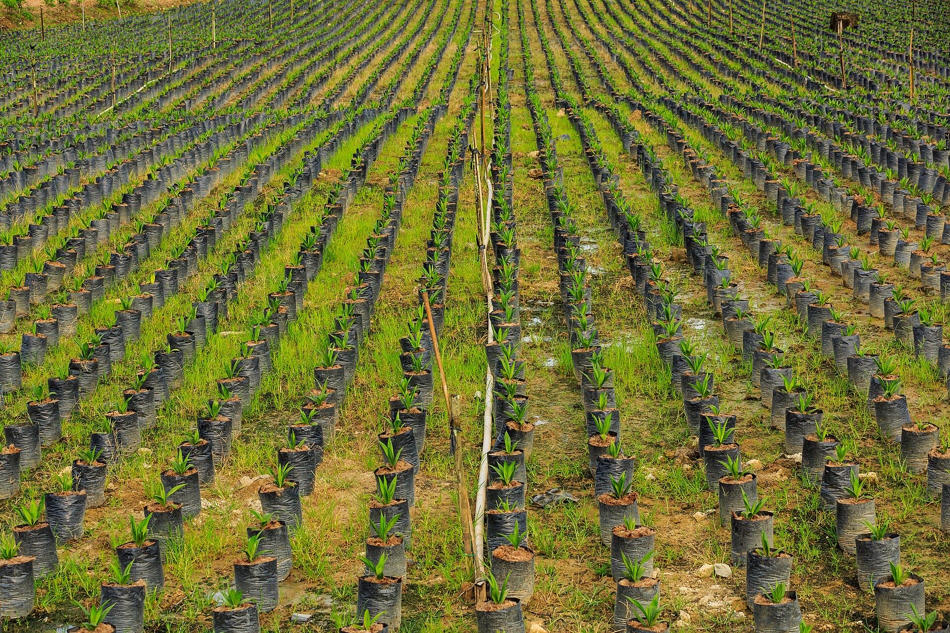 Rows of seedlings in a nursery